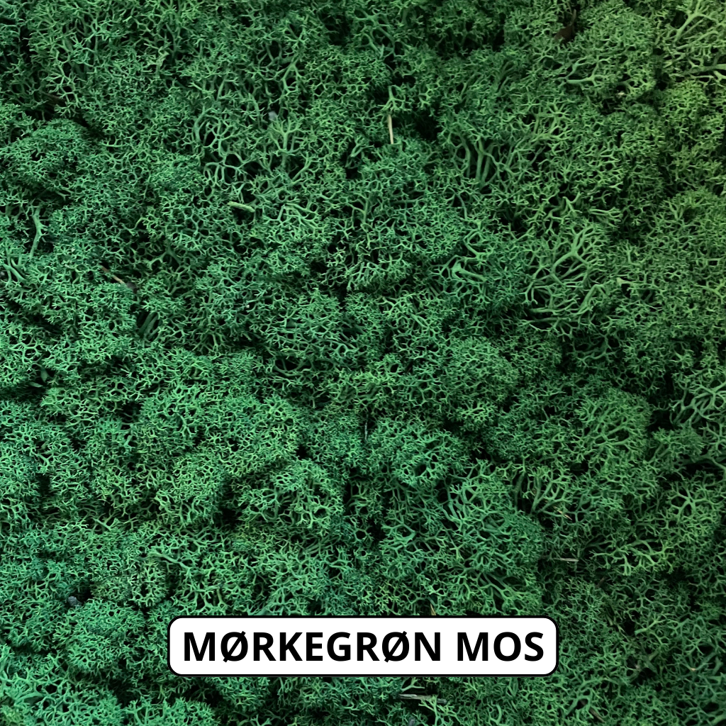 Mørkegrøn reindeer mos.