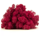 Ægte fuchsia reindeer mos