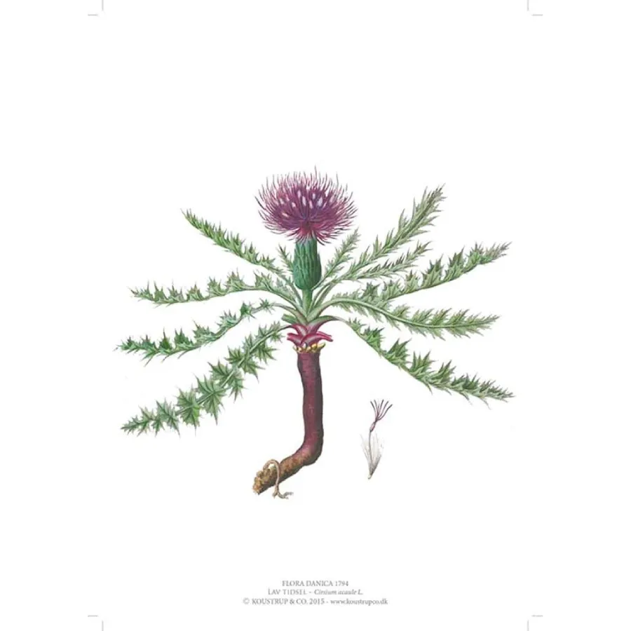 Flora Danica Lav Tidsel A4