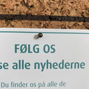Nåle, sort, små
