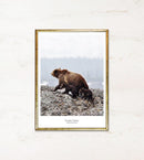 Brun bjørn med to unger på klippe. Tekst: "In Mother's Footsteps" og "National animal of Finland".