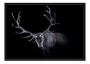 Mr. Antlers A3