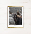 Elg med store gevirer, let åben mund, sløret baggrund. Tekst: "King of Antlers, nationaldyr Sverige".