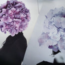 Hortensia