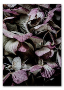 Hydrangea A3