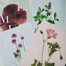 Geranium A3
