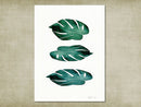 Tre monstera blade A4