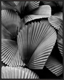 SOIL Tropic Family 02 30x40