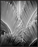 SOIL Tropic Tree 03 30x40