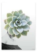 Succulent